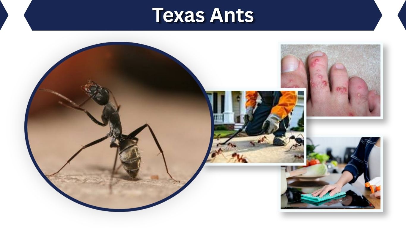 Texas Ants: Common Types, Bites, and Identification