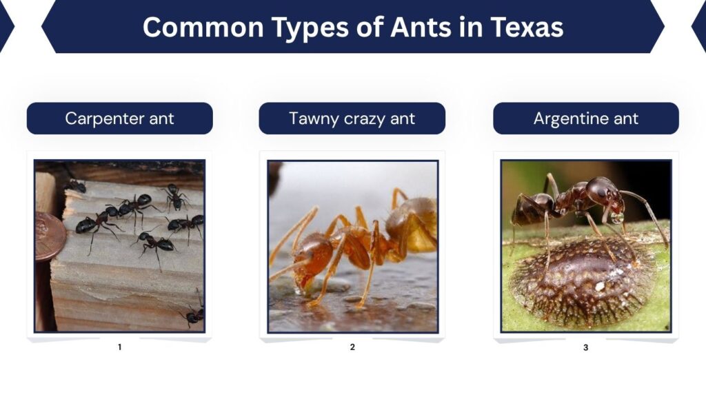 Common Types of Ants in Texas