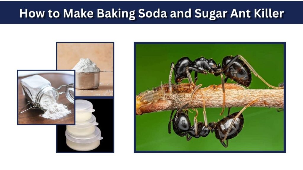 How to Make Baking Soda and Sugar Ant Killer