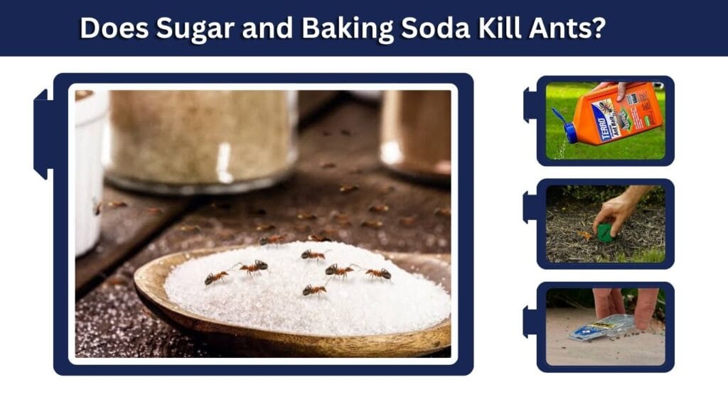 Does Sugar and Baking Soda Kill Ants?