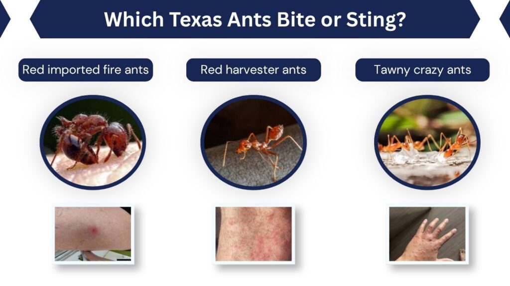 Which Texas Ants Bite or Sting?