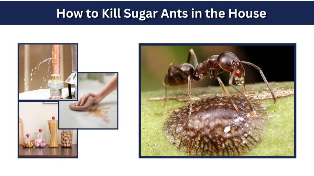 How to Kill Sugar Ants in the House