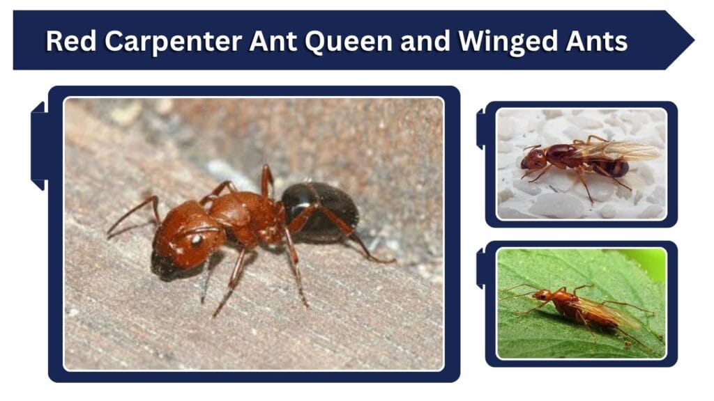 Red Carpenter Ant Queen and Winged Ants