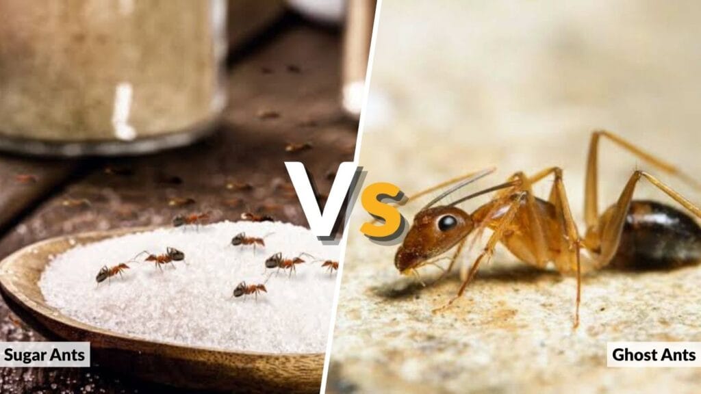 Ghost Ants vs. Sugar Ants