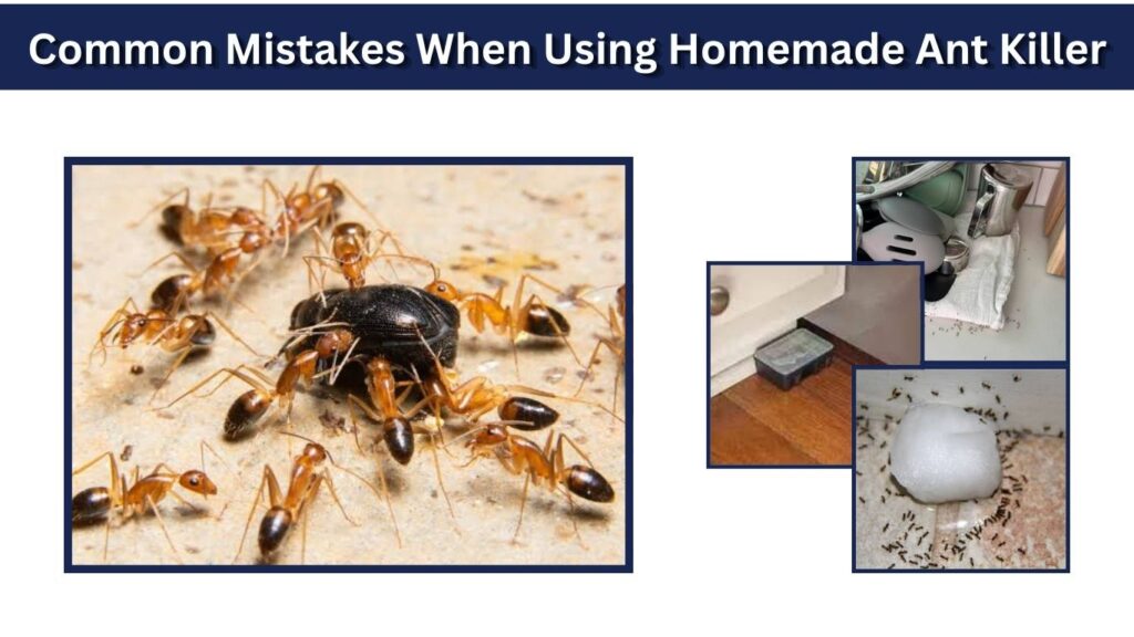 Common Mistakes When Using Homemade Ant Killer