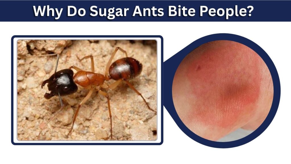 Why Do Sugar Ants Bite People?