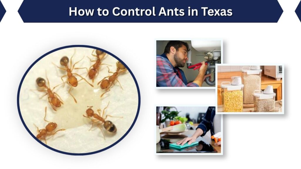 How to Control Ants in Texas