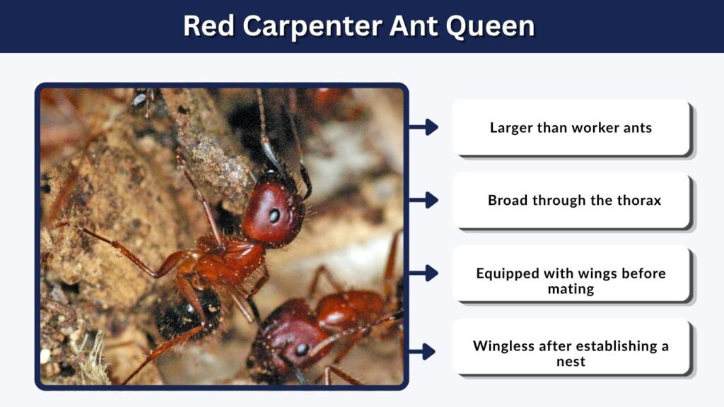Red Carpenter Ant Queen