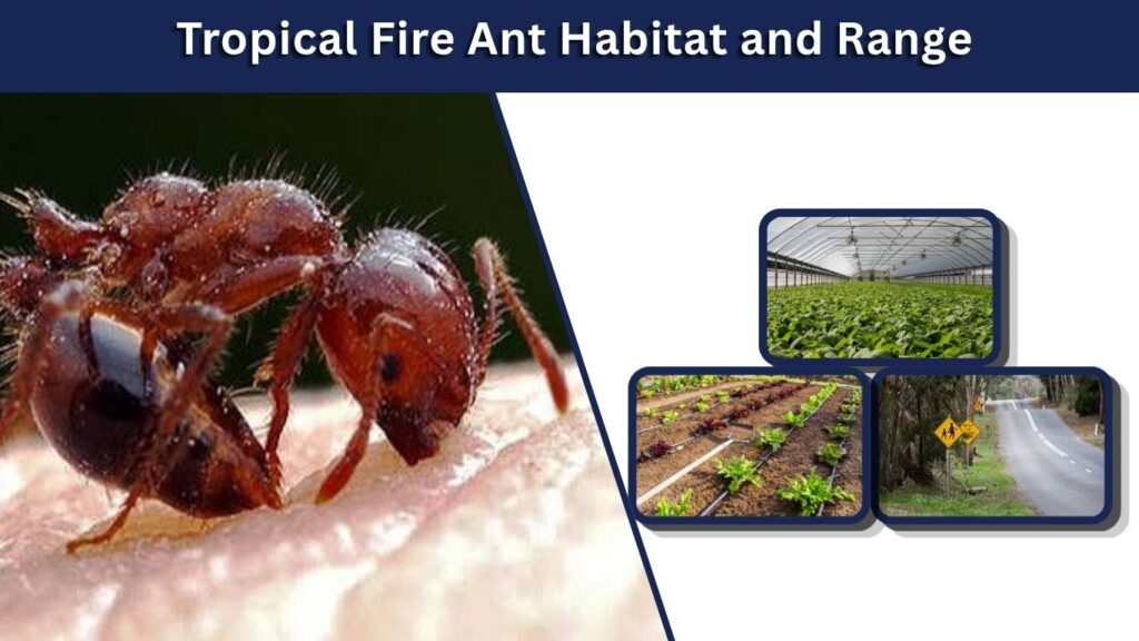Tropical Fire Ant Habitat and Range