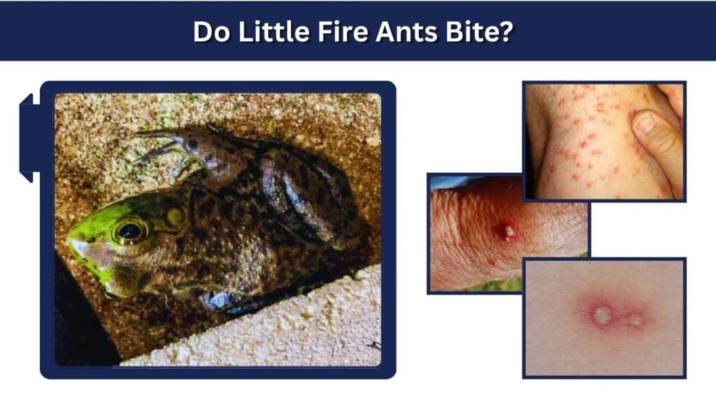 Do Little Fire Ants Bite?