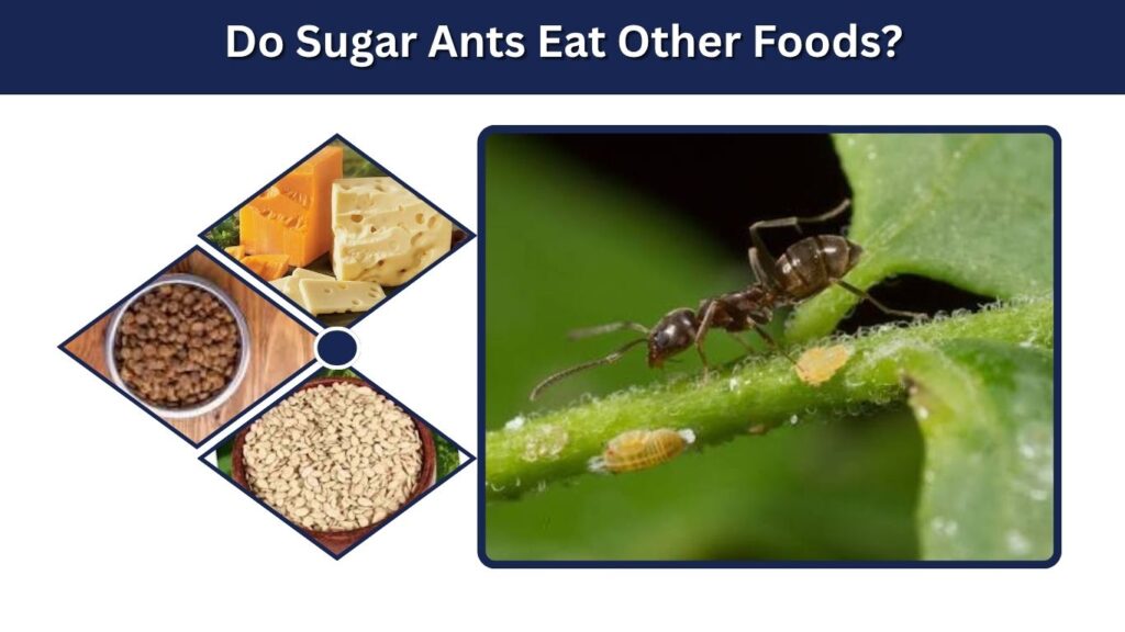 Do Sugar Ants Eat Other Foods?