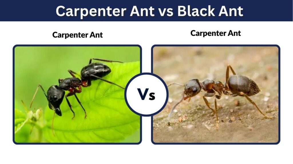 Carpenter Ant vs Black Ant