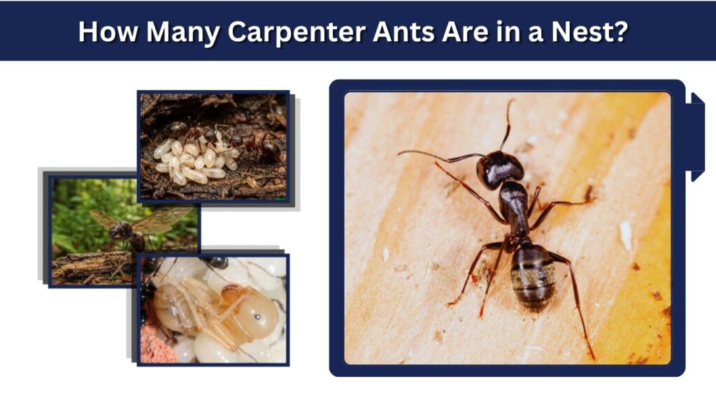 How Many Carpenter Ants Are in a Nest?