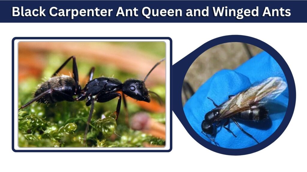 Black Carpenter Ant Queen and Winged Ants