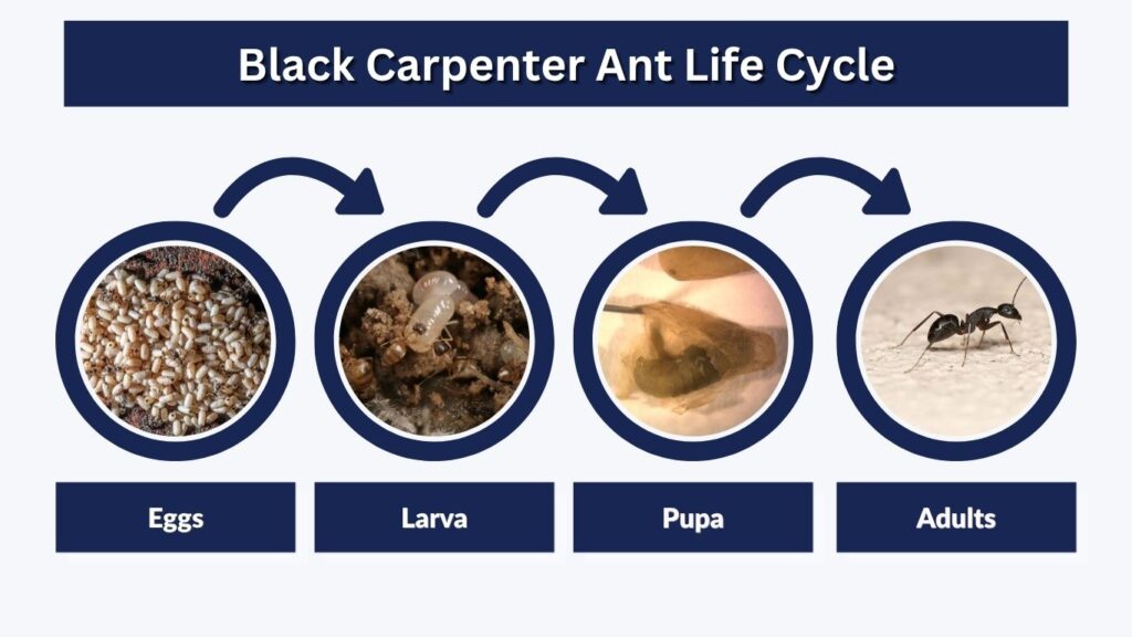 Black Carpenter Ant Life Cycle
