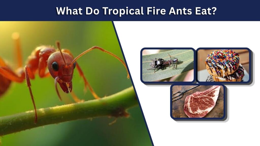 What Do Tropical Fire Ants Eat?