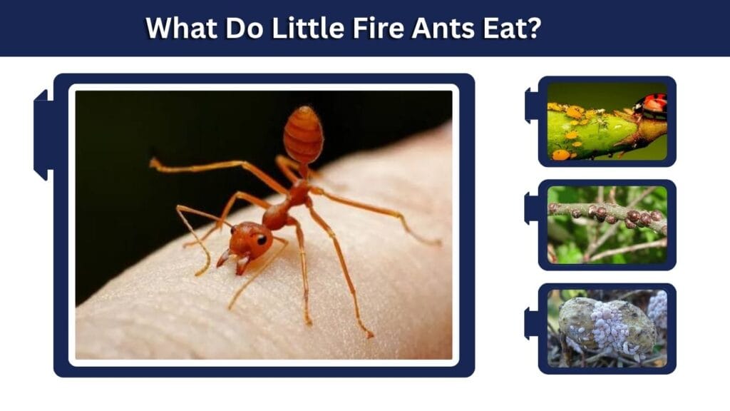 What Do Little Fire Ants Eat?