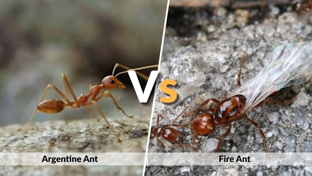 The Argentine Ant vs. Fire Ant “War”