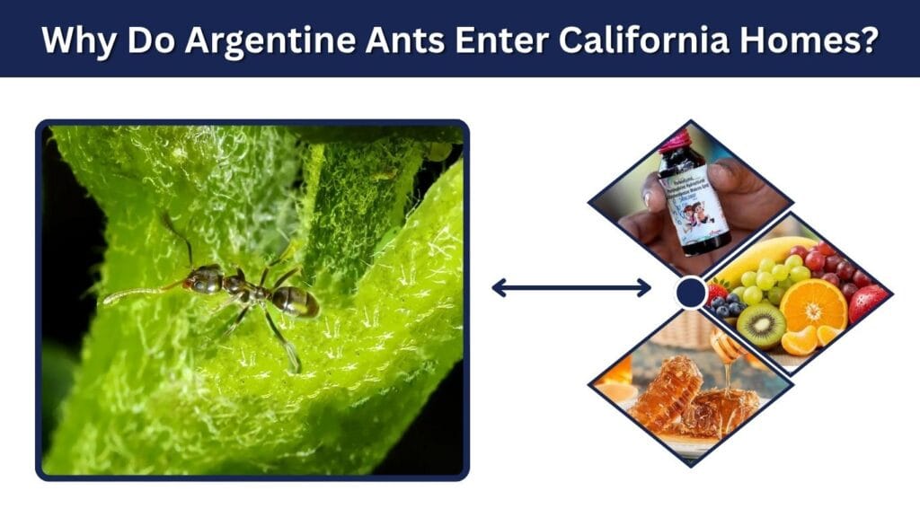 Why Do Argentine Ants Enter California Homes?