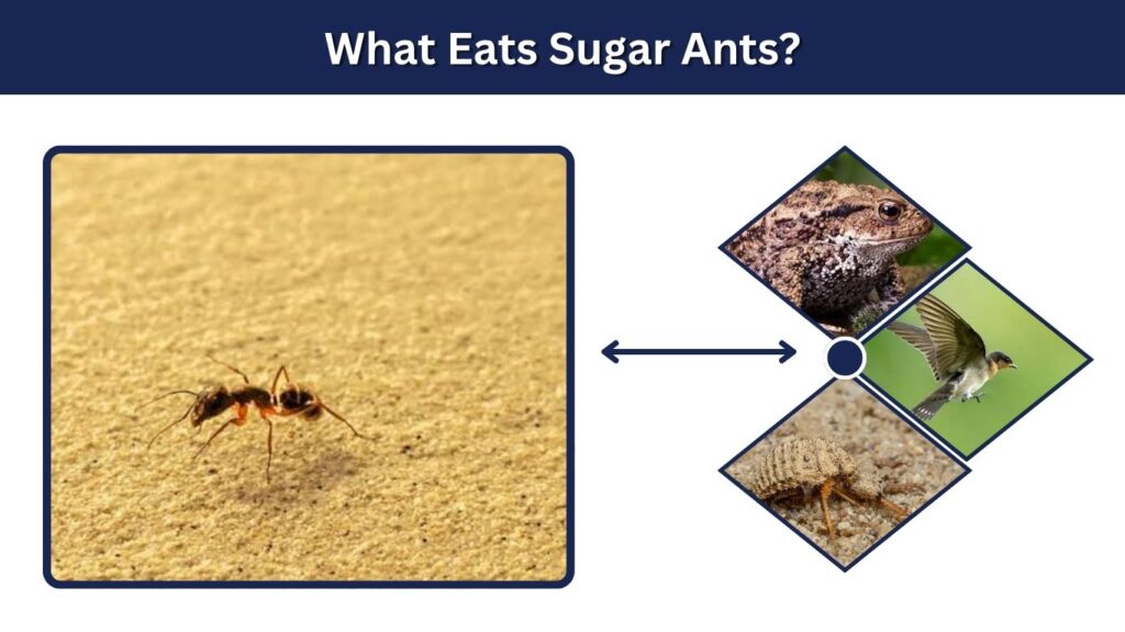 What Eats Sugar Ants?