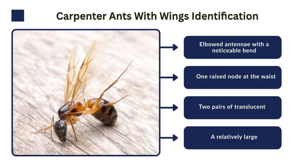 Carpenter Ants With Wings Identification