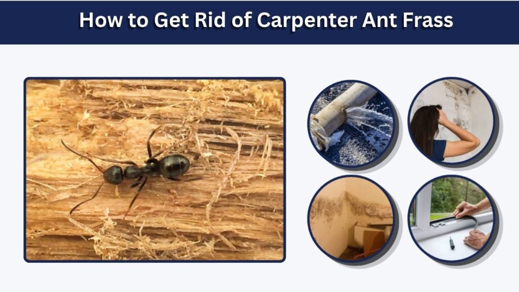 How to Get Rid of Carpenter Ant Frass