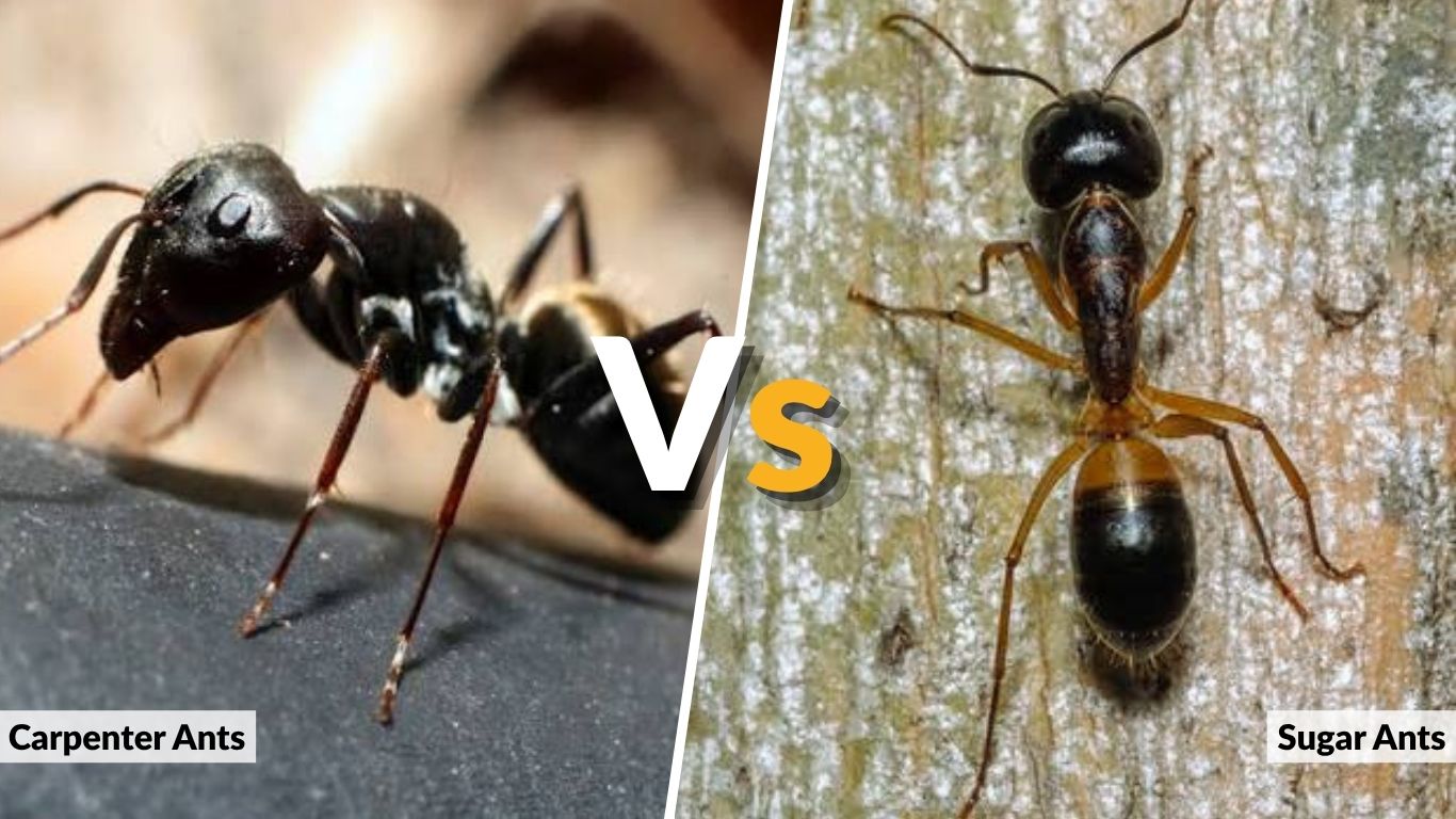 Carpenter Ants vs Sugar Ants: Differences, Size, Diet & Control
