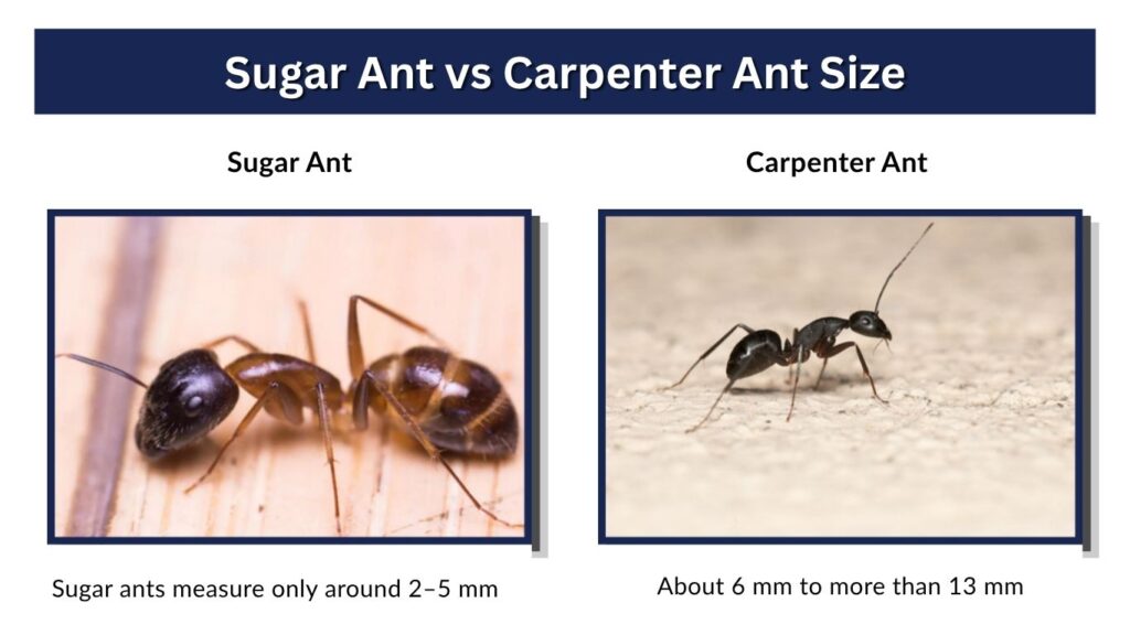 Sugar Ant vs Carpenter Ant Size