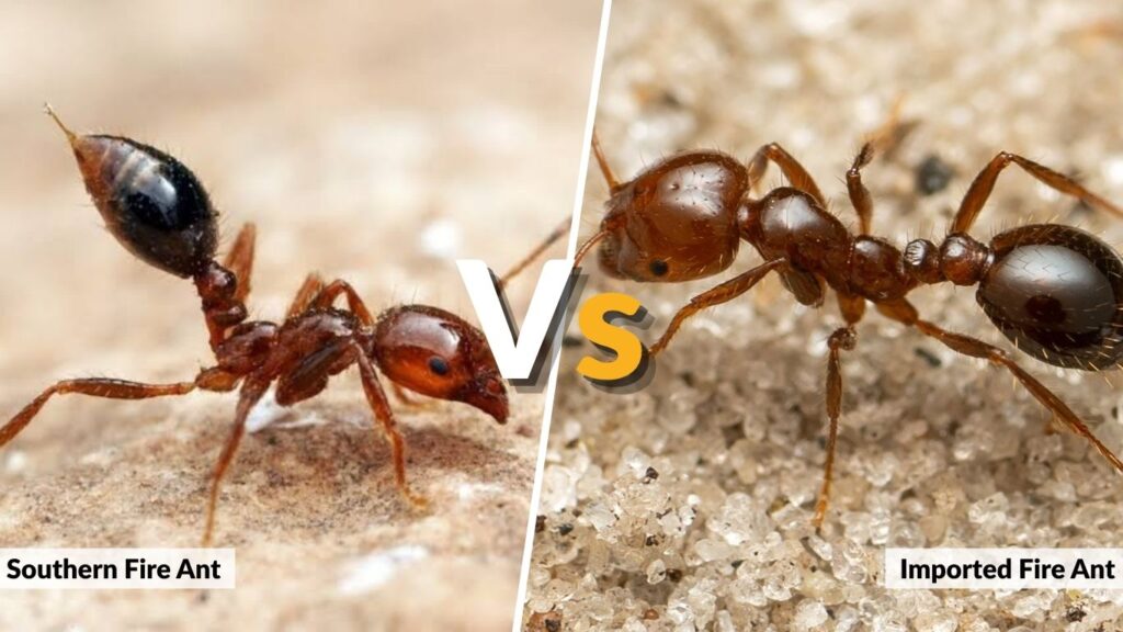 Southern Fire Ant vs Imported Fire Ant