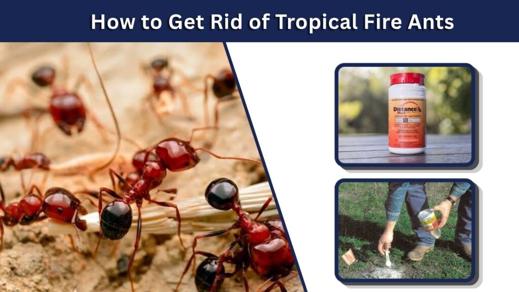 How to Get Rid of Tropical Fire Ants