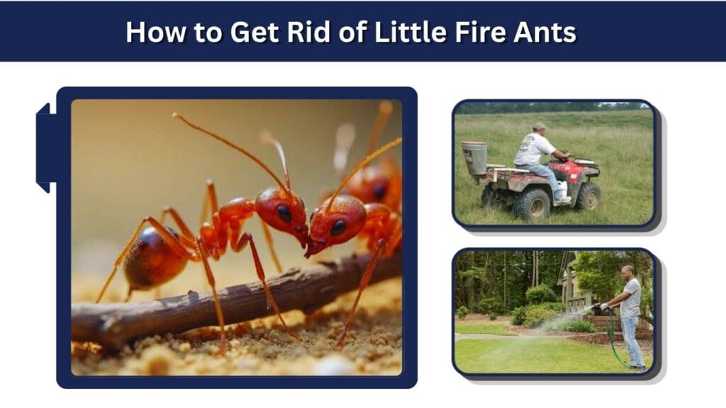 How to Get Rid of Little Fire Ants