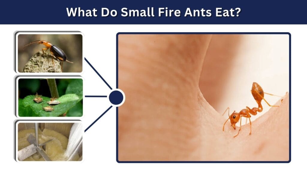 What Do Small Fire Ants Eat?