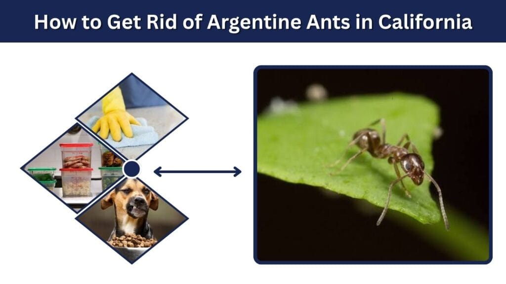 How to Get Rid of Argentine Ants in California