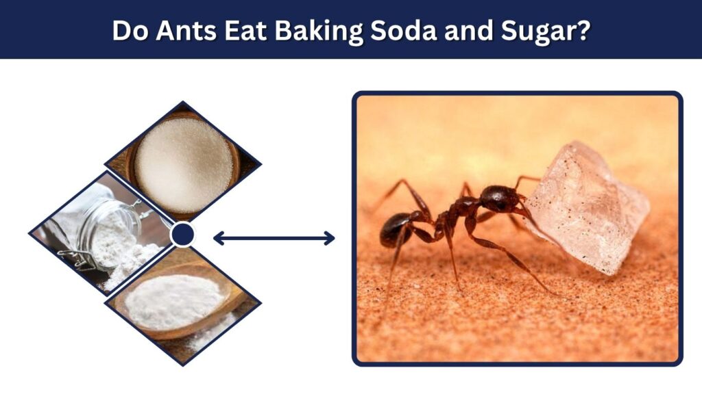 Do Ants Eat Baking Soda and Sugar?