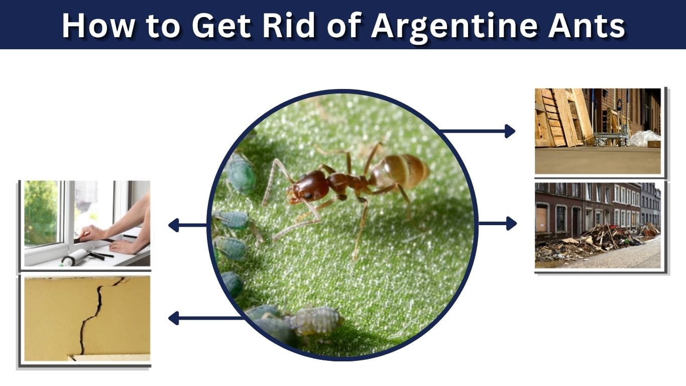 How to Get Rid of Argentine Ants Fast and Effectively