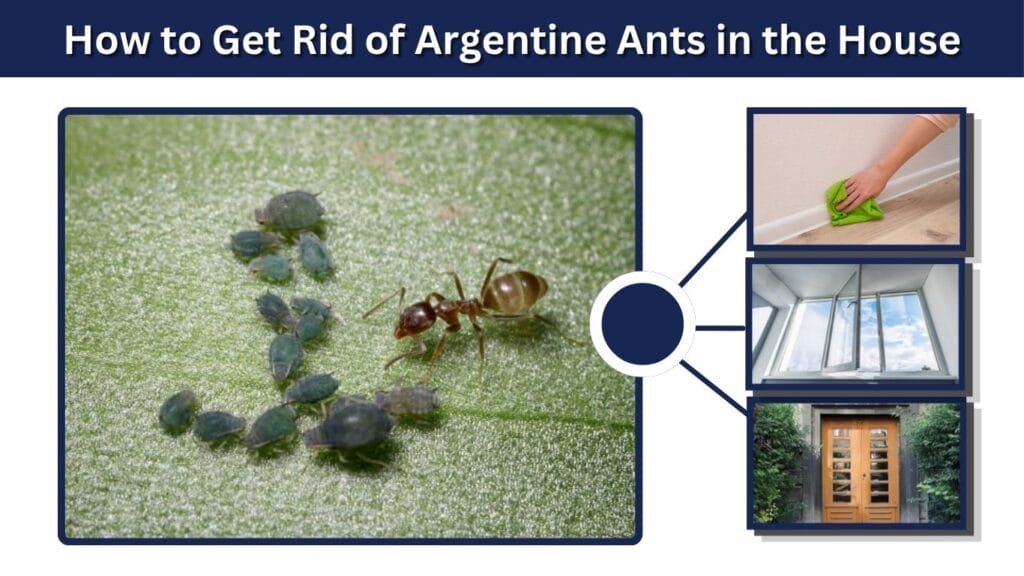 How to Get Rid of Argentine Ants in the House