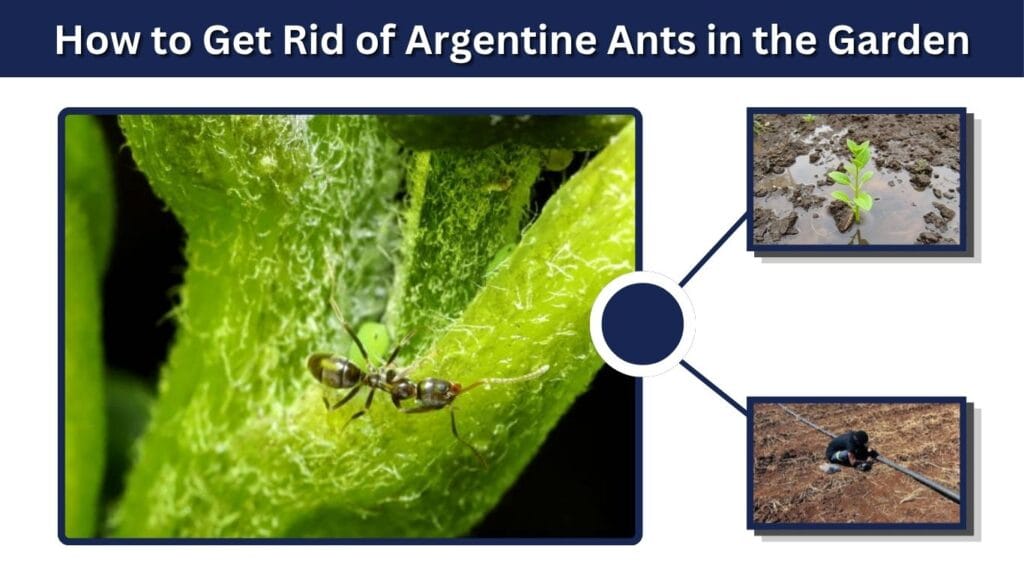 How to Get Rid of Argentine Ants in the Garden