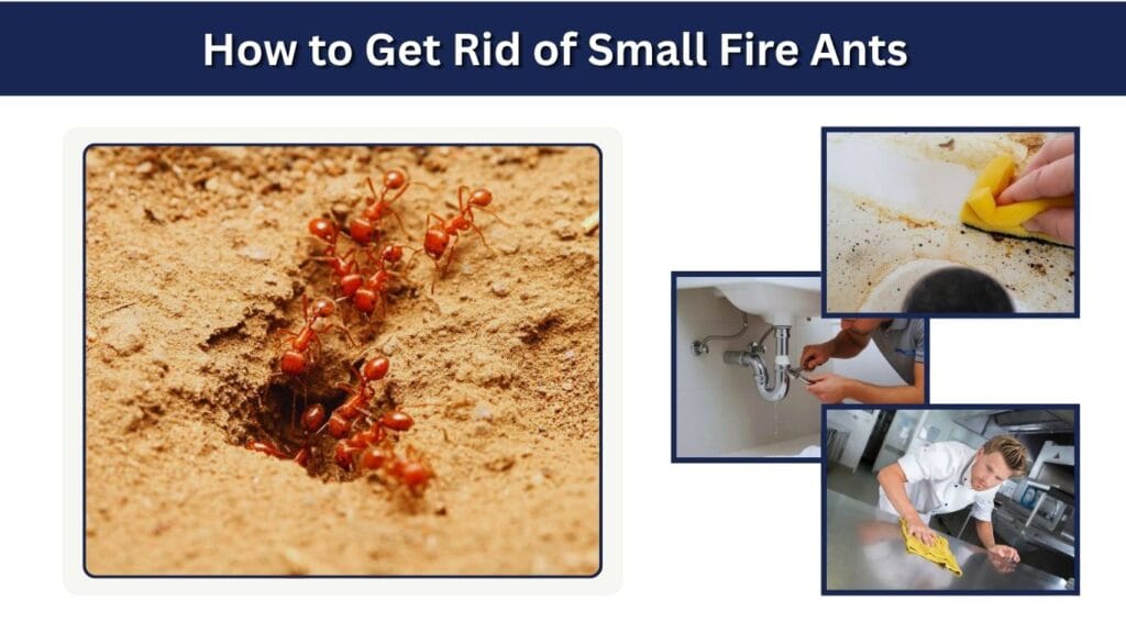 How to Get Rid of Small Fire Ants