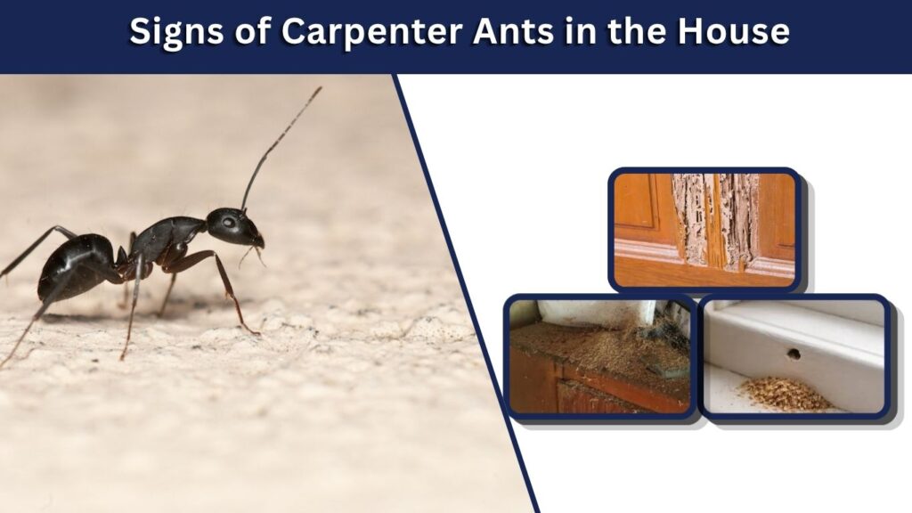 Signs of Carpenter Ants in the House