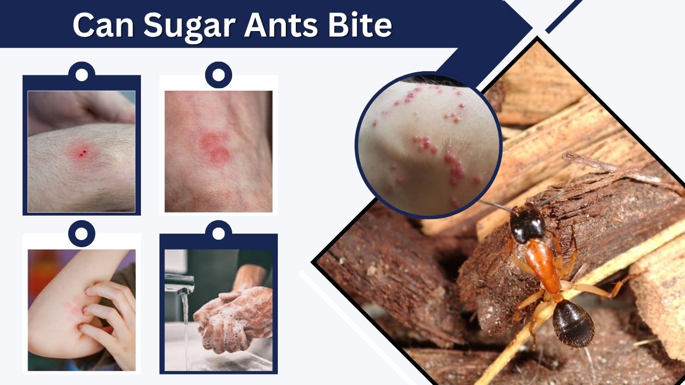 Can Sugar Ants Bite? Symptoms, Risks and Treatment