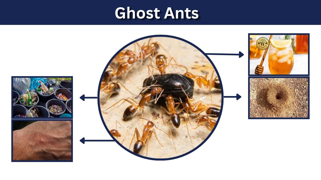 Ghost Ants: Identification, Bites, Control, and Removal