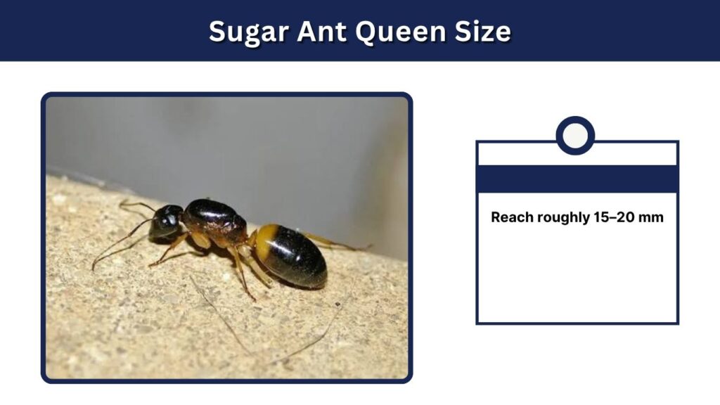 Sugar Ant Queen Size
