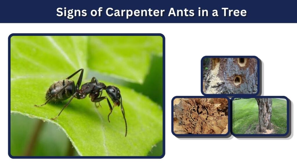 Signs of Carpenter Ants in a Tree