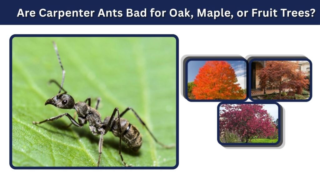 Are Carpenter Ants Bad for Oak, Maple, or Fruit Trees?