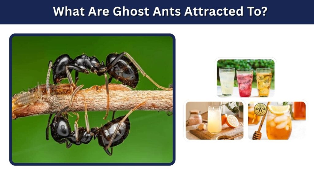 What Are Ghost Ants Attracted To?