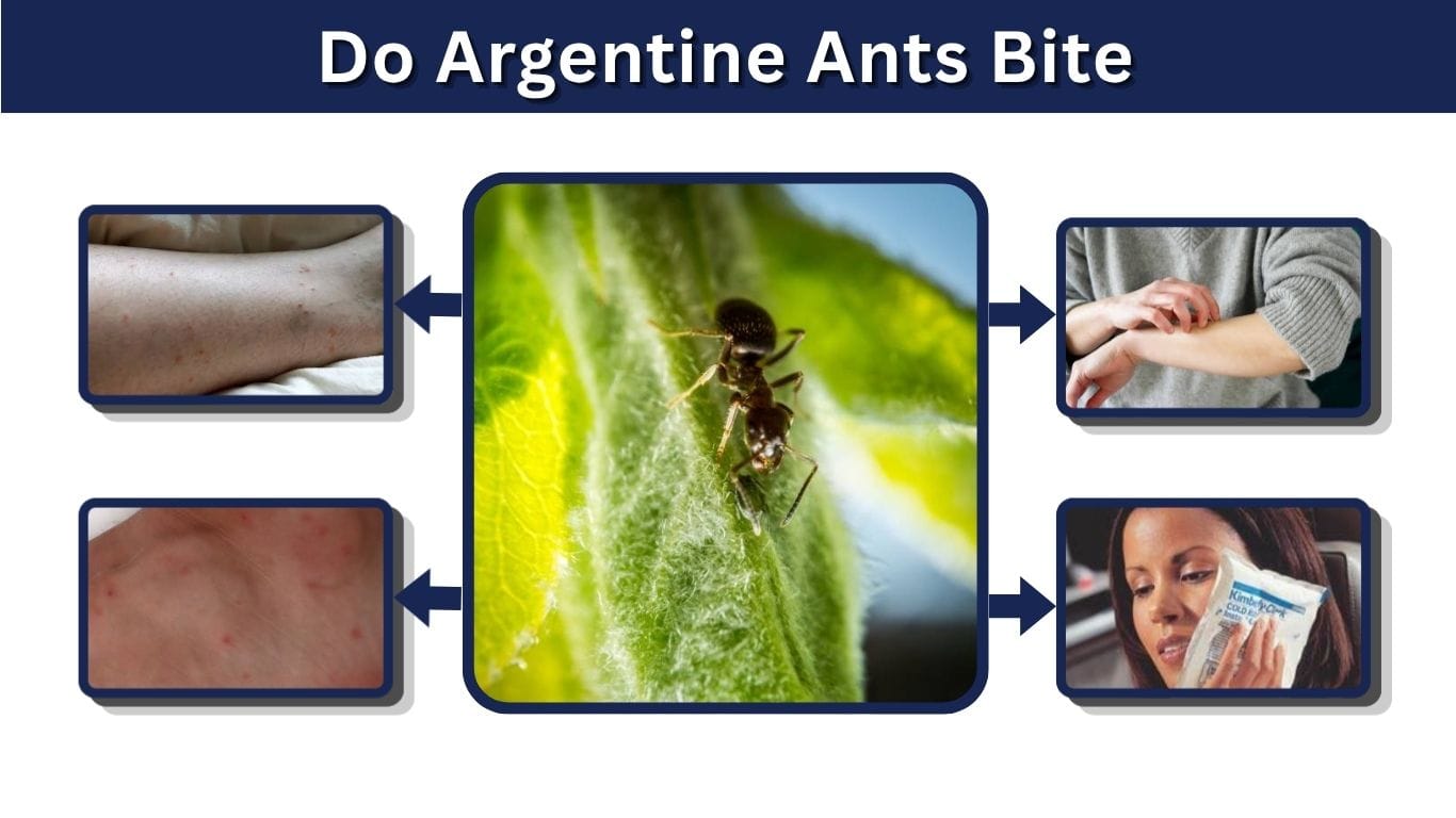 Do Argentine Ants Bite? Symptoms, Risks & Treatment