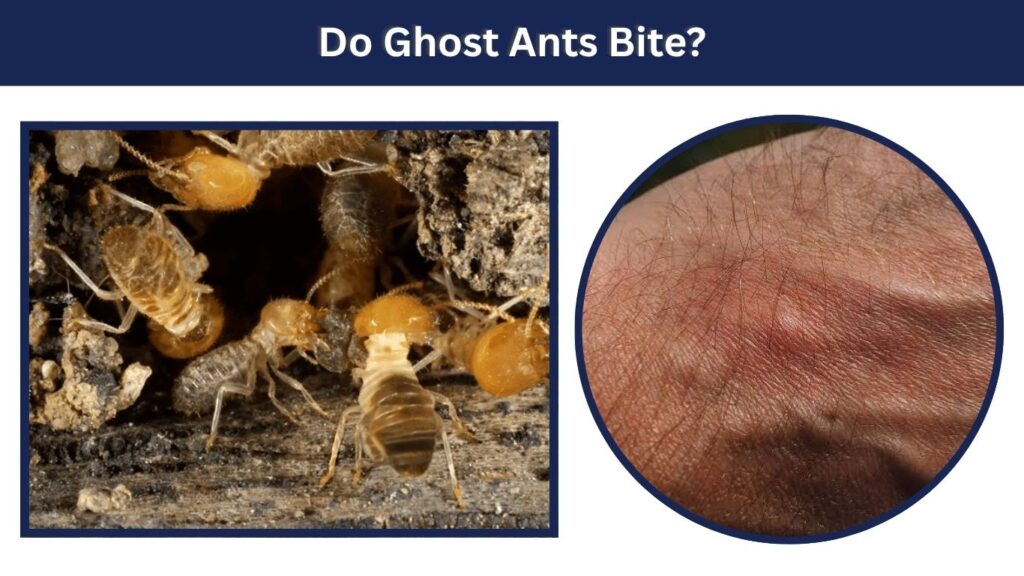 Do Ghost Ants Bite?