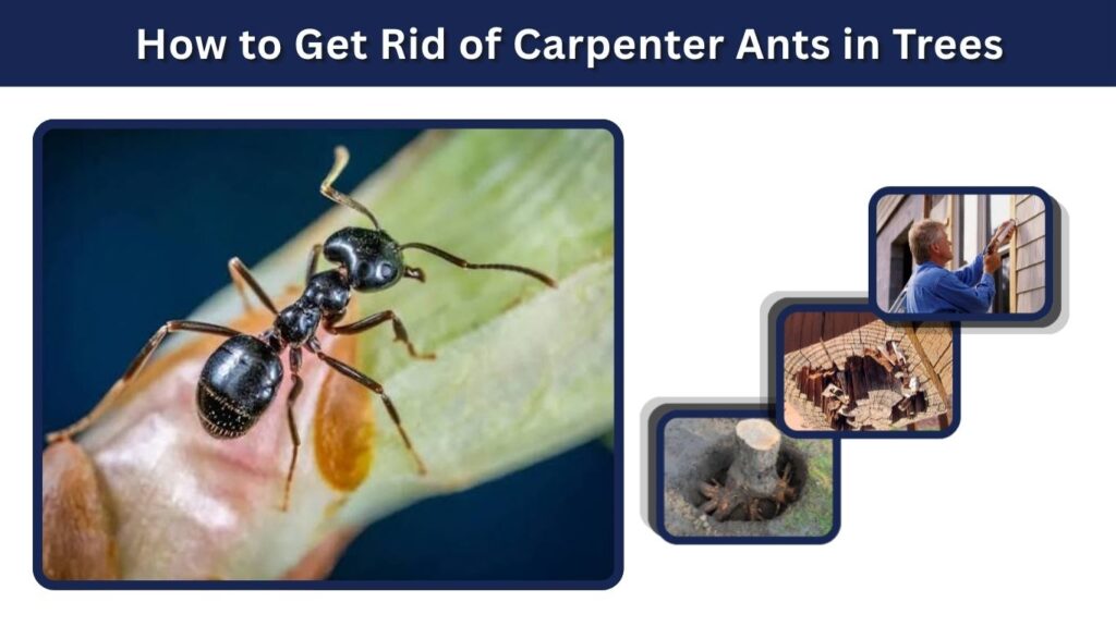 How to Get Rid of Carpenter Ants in Trees