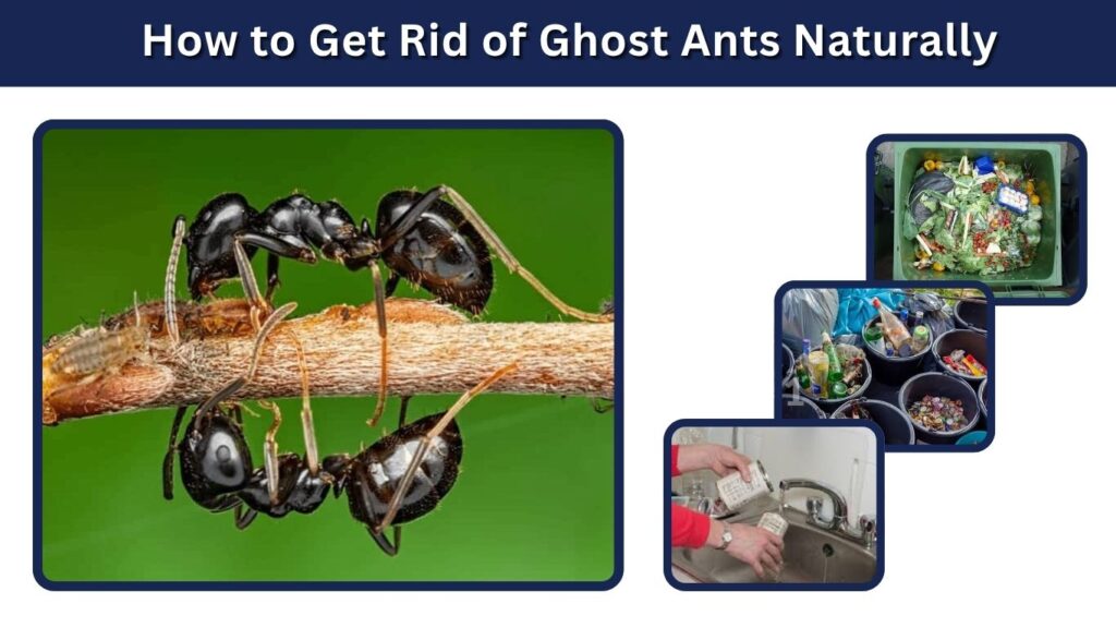 How to Get Rid of Ghost Ants Naturally