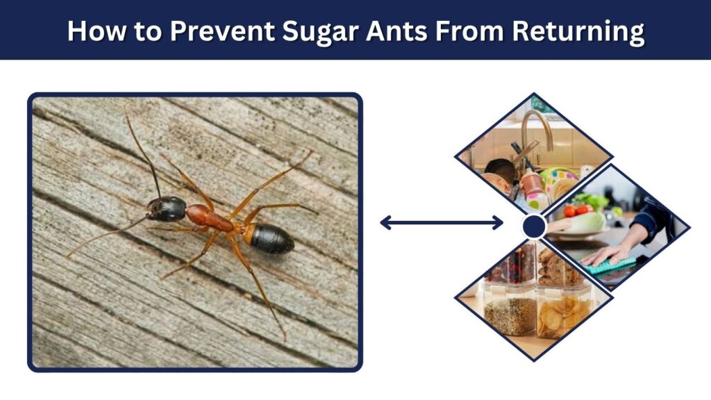 How to Prevent Sugar Ants From Returning